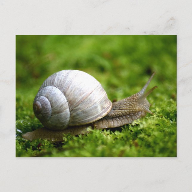 Snail Photo Postcard (Front)