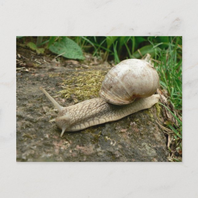 Snail Postcard (Front)