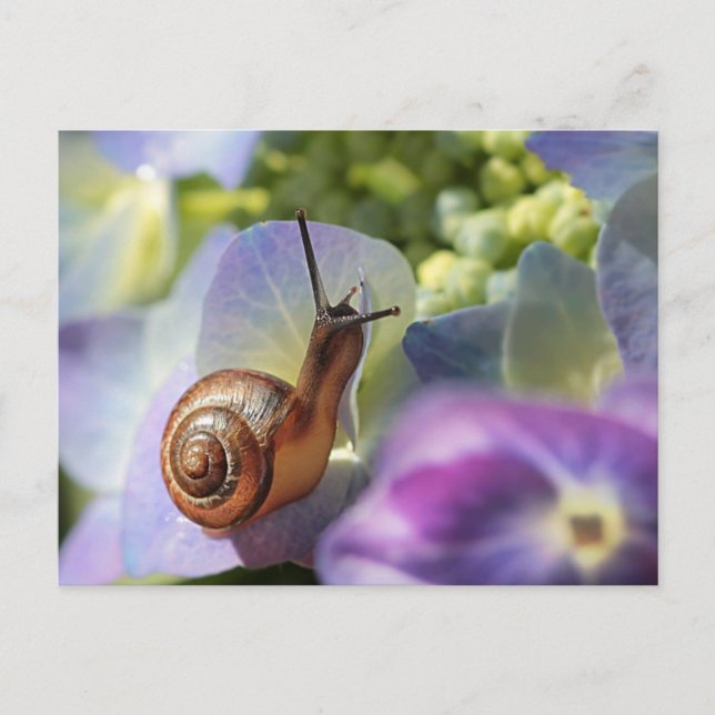 Snail Postcard (Front)