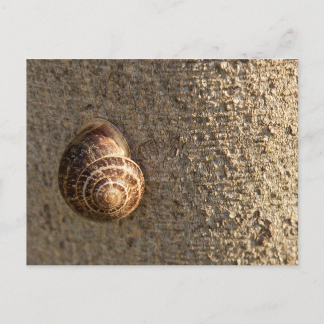 Snail Postcard (Front)