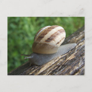 Snail Postcard
