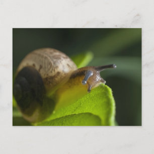 Snail Postcard