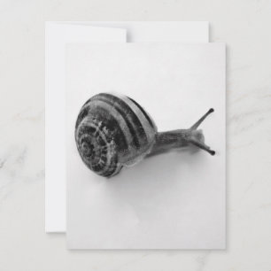 Snail Postcard