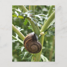 Snail