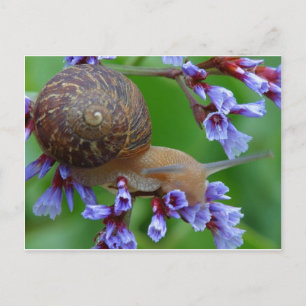 Snail Postcard