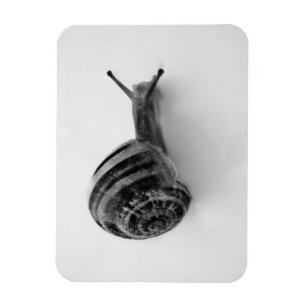 Snail Postcard Magnet