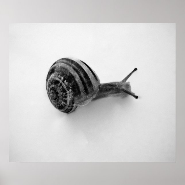 Snail Postcard Poster (Front)