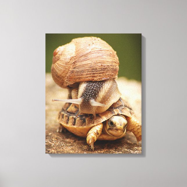 Snail Riding Baby Tortoise Canvas Print (Front)