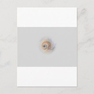 snail Schnecke Muschel Shell Postcard