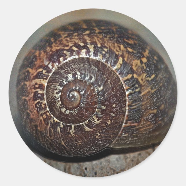 Snail Shell Classic Round Sticker (Front)