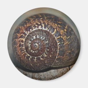 Snail Shell Magnet