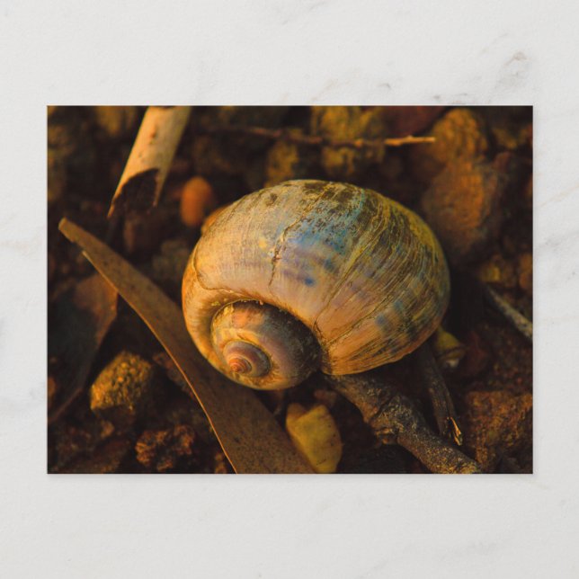 Snail Shell on Rocky Shore Sunset Postcard (Front)