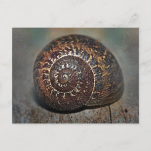 Snail Shell Postcard
