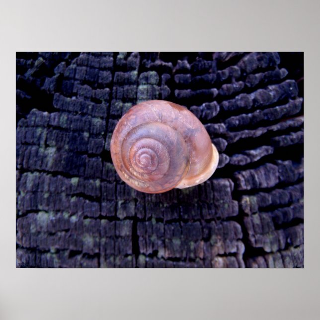 Snail Shell Poster (Front)