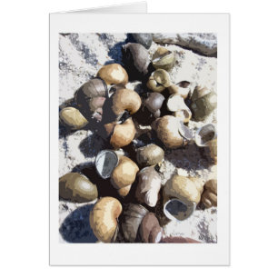 Snail Shells