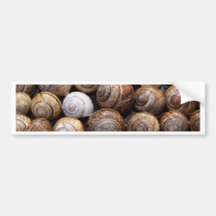 Snail Shells Bumper Sticker