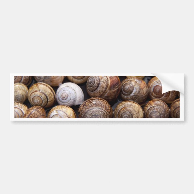 Snail Shells Bumper Sticker (Front)