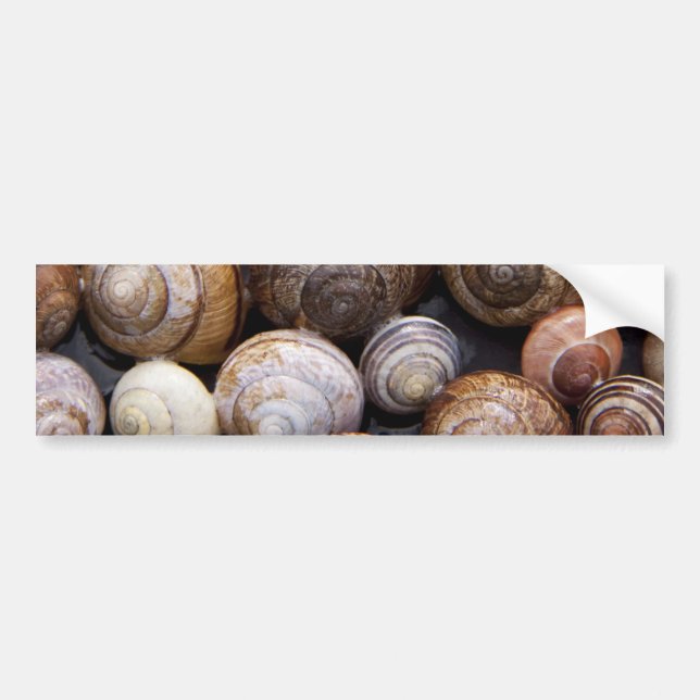 Snail Shells Bumper Sticker (Front)