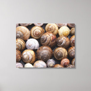 Snail Shells Canvas Print