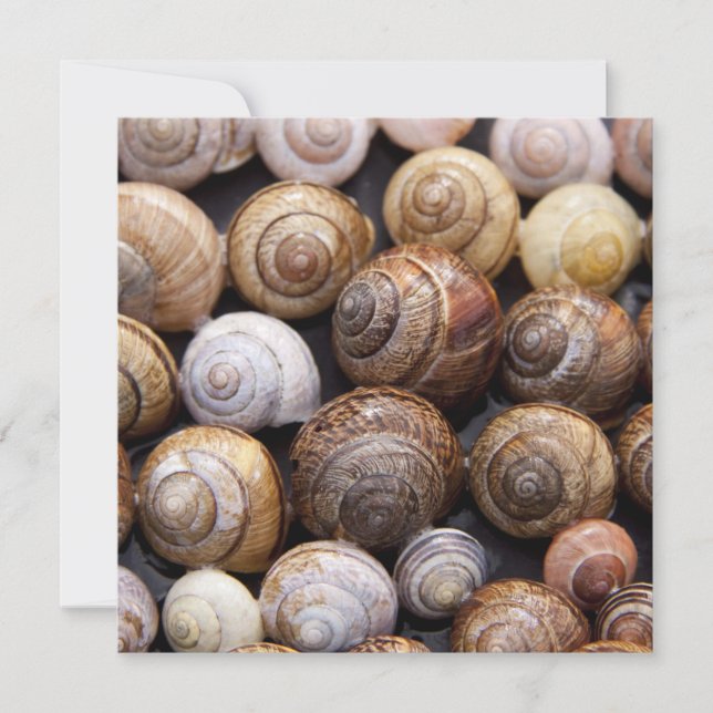 Snail Shells Card (Front)