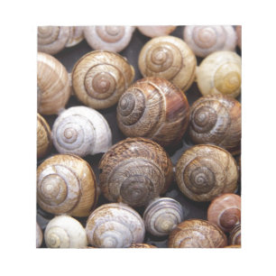 Snail Shells Notepad