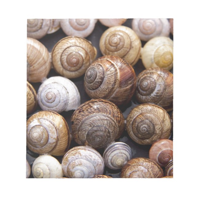 Snail Shells Notepad (Front)
