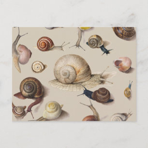 Snail Slug Garden Pet Gastropod Botanical Snails Postcard