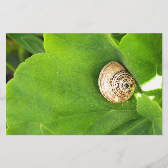 snail stationery (Front)
