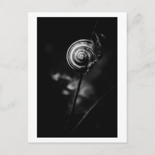 snail tail postcard