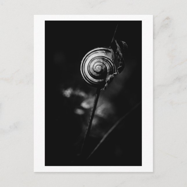 snail tail postcard (Front)