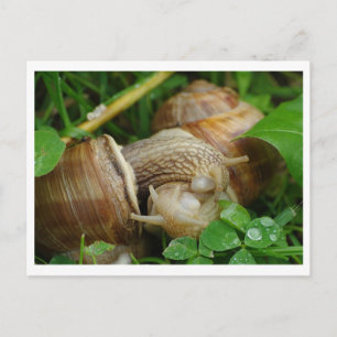 Snails Love Kiss Postcard
