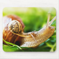 Snails