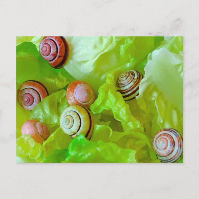 Snails on lettuce postcard (Front)