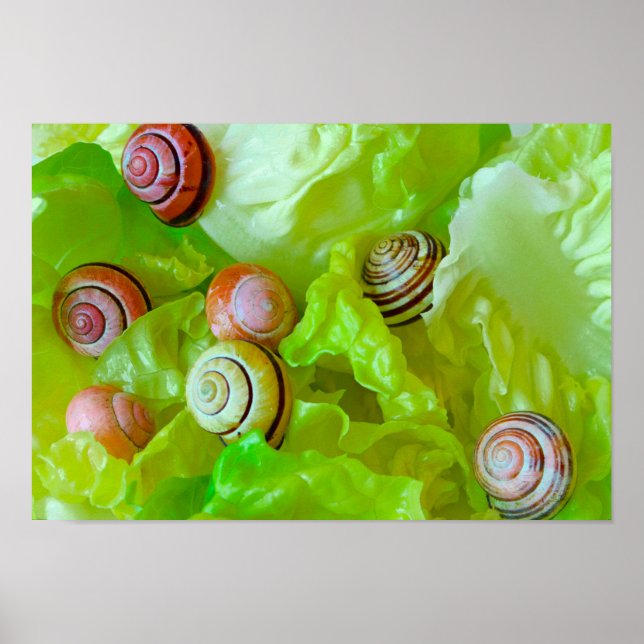 Snails on lettuce poster (Front)