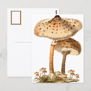 Snake Agaric Funghi Script Vintage   Postcard