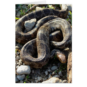 Snake All Occasion Blank Greeting Card