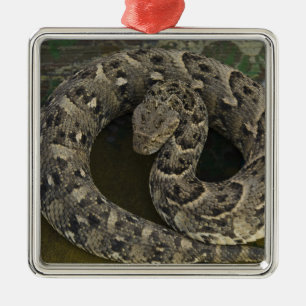 Snake Charmer's African Puff-adder Bitis Metal Tree Decoration
