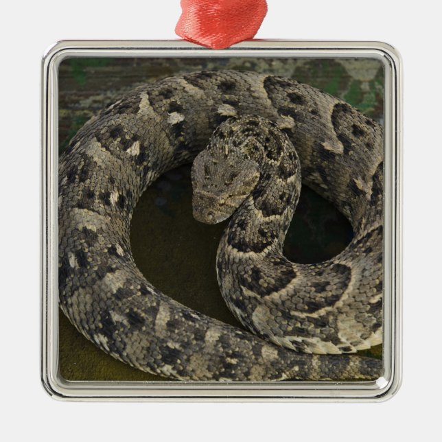 Snake Charmer's African Puff-adder Bitis Metal Tree Decoration (Front)