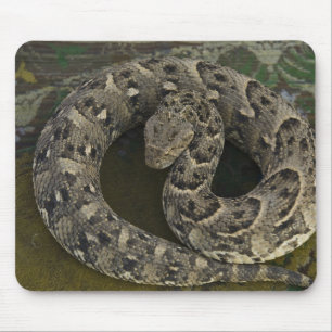 Snake Charmer's African Puff-adder Bitis Mouse Pad