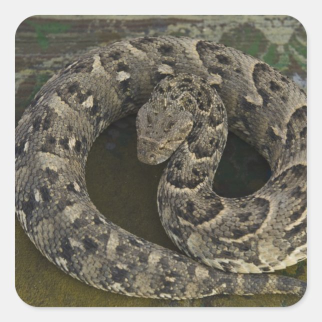 Snake Charmer's African Puff-adder Bitis Square Sticker (Front)