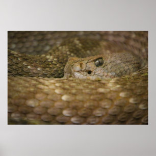 snake eye poster