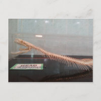 Snake Head Skeleton Postcard
