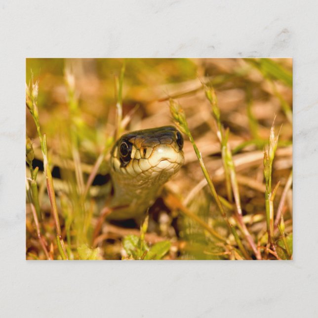 Snake in the Grass Postcard (Front)