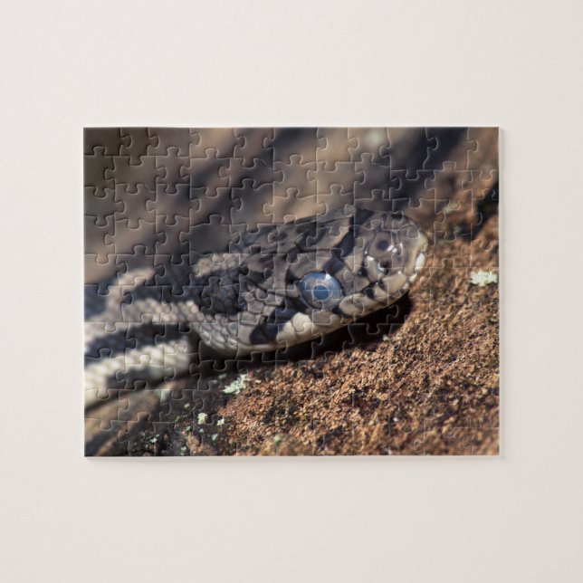 snake jigsaw puzzle (Horizontal)