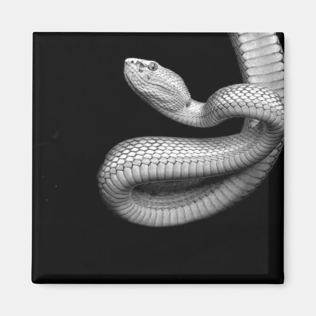 Snake Magnet (Front)