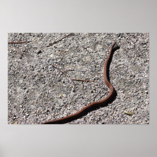 Snake Photo Poster