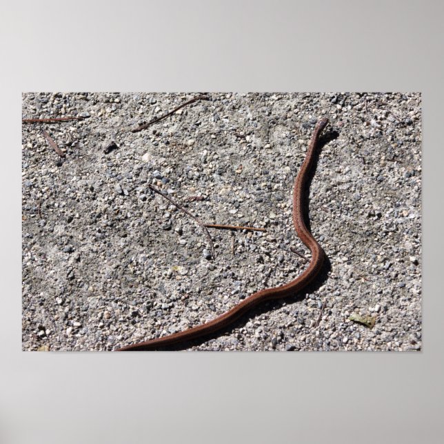 Snake Photo Poster (Front)