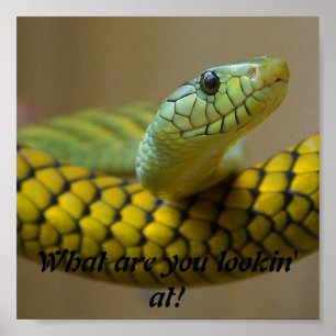 Snake Poster
