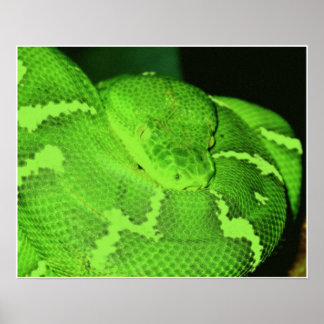 snake poster