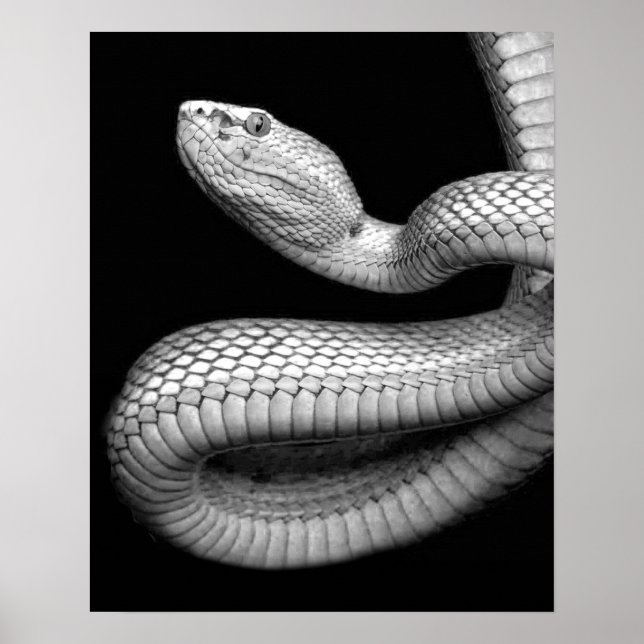 Snake Poster (Front)